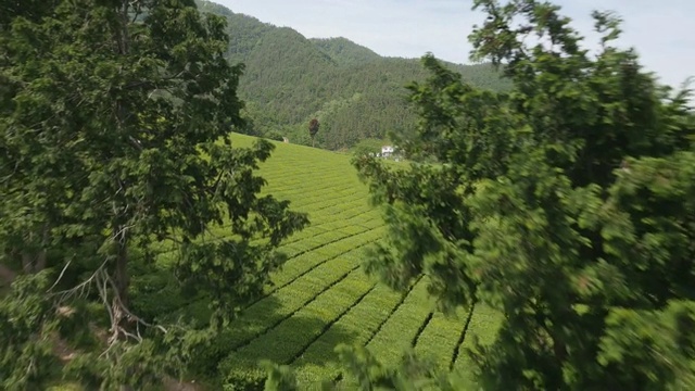 全罗南道碧城的绿茶种植园视频素材