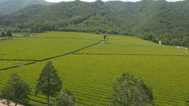 全罗南道碧城的绿茶种植园视频素材