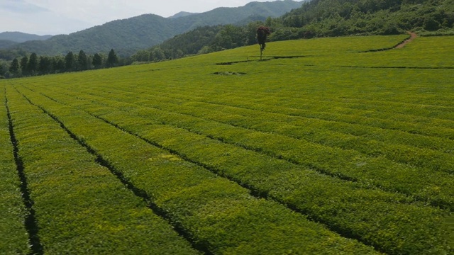 全罗南道碧城的绿茶种植园视频素材