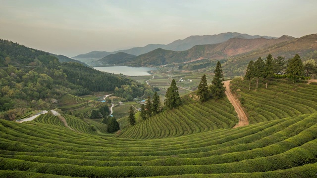 全罗南道碧城的绿茶种植园从黎明到白天视频素材