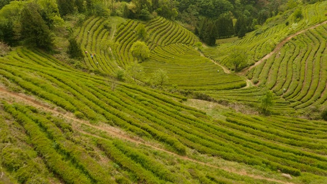 全罗南道碧城的绿茶种植园视频素材