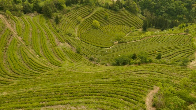 全罗南道碧城的绿茶种植园视频素材