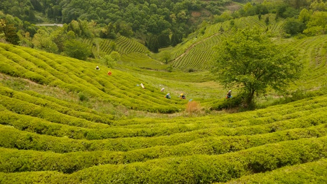 全罗南道碧城的绿茶种植园视频素材