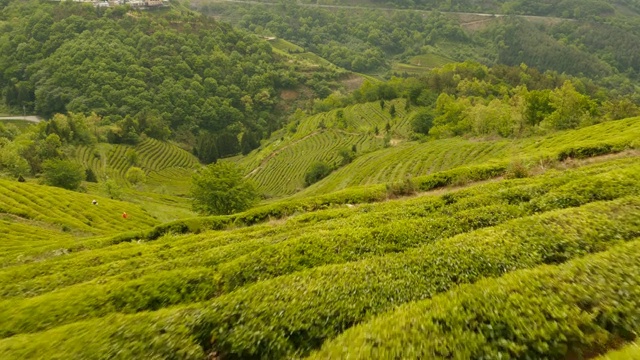 全罗南道碧城的绿茶种植园视频素材