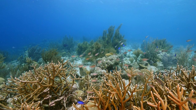 珊瑚礁海景在加勒比海库拉索岛附近的潜水地点凯西天堂鹿角珊瑚，各种珊瑚和海绵视频素材