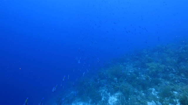 在凯西天堂潜水点库拉索岛附近的加勒比海珊瑚礁海景与鱼群，各种珊瑚和海绵视频素材