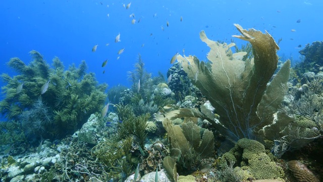 珊瑚礁海景在加勒比海库拉索岛附近的潜水地点凯西天堂与海扇，各种珊瑚和海绵视频素材