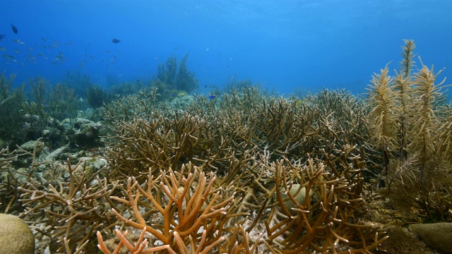 珊瑚礁海景在加勒比海库拉索岛附近的潜水地点凯西天堂鹿角珊瑚，各种珊瑚和海绵视频素材