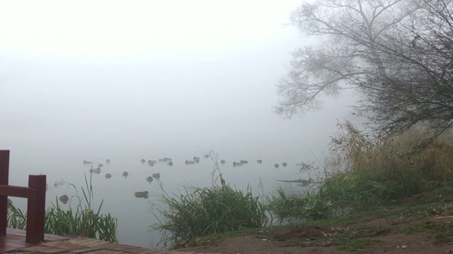 沿着湖岸散步。可以看到一座通往小岛的木桥，水中间是树木。周围的一切都笼罩在浓雾之中。视频素材