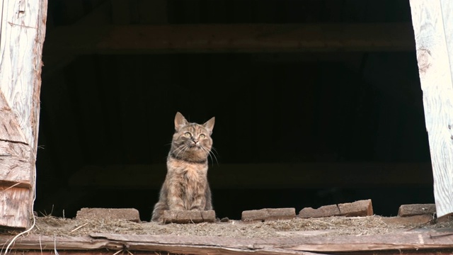 猫坐在阁楼上的干草。视频素材