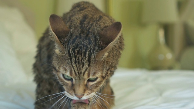 孟加拉猫洗澡后舔他的湿毛。在缓慢的运动。视频素材