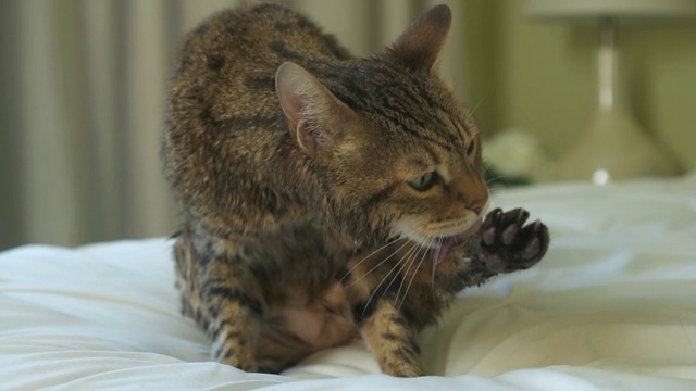 孟加拉猫洗澡后舔他的湿毛。在缓慢的运动。视频素材