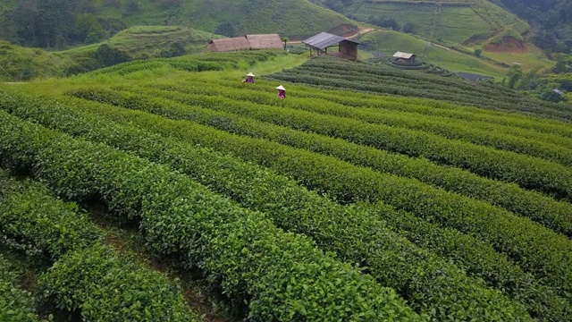 清晨时分，泰国清迈省的苗族人正在绿茶种植园里收获茶叶视频素材