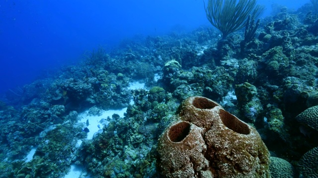 珊瑚礁海景在加勒比海库拉索岛附近的潜水地点湖都湖有各种各样的珊瑚和海绵视频素材