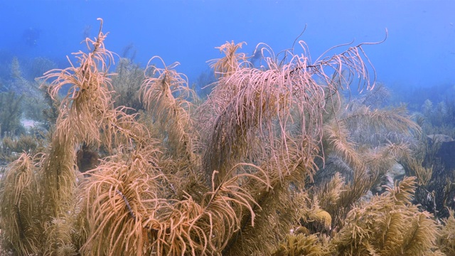 珊瑚礁海景在加勒比海库拉索岛附近的潜水地点湖都湖有各种各样的珊瑚和海绵视频素材