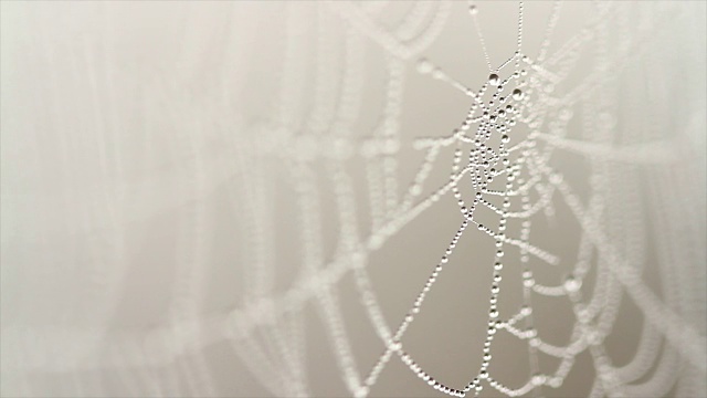 有雾的早晨，蜘蛛网上挂着露珠的4K镜头。令人惊叹的自然之美与柔和的焦点。有雾的早晨，蜘蛛网上的水滴接近了。视频下载