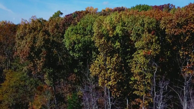 在美丽的树梢上飞翔在令人惊叹的繁茂的秋天森林里。鸟瞰图。红色的秋天的颜色。视频素材