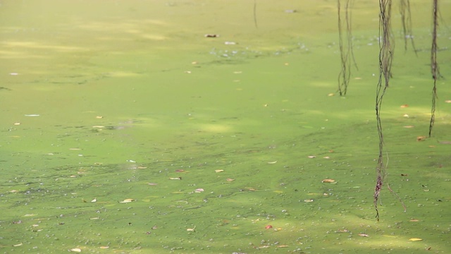 夏季，水藻在湖泊边缘流动、泛滥，污染水体和环境。生态灾难的概念。视频素材