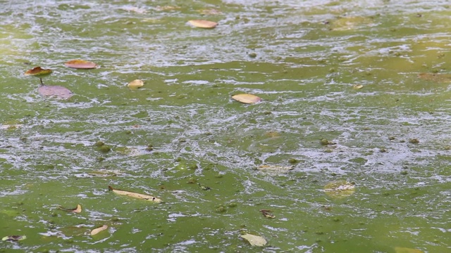 夏季，水藻在湖泊边缘流动、泛滥，污染水体和环境。生态灾难的概念。视频素材