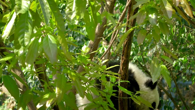 树上的大熊猫幼崽视频素材