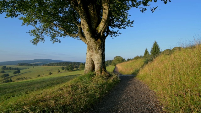 清晨的山毛榉小径，Schauinsland山，Freiburg im Breisgau，黑森林，Baden-Württemberg，德国视频素材