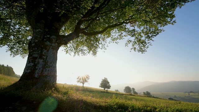 早上的山毛榉树，Schauinsland山，弗莱堡im Breisgau，黑森林，Baden-Württemberg，德国视频素材