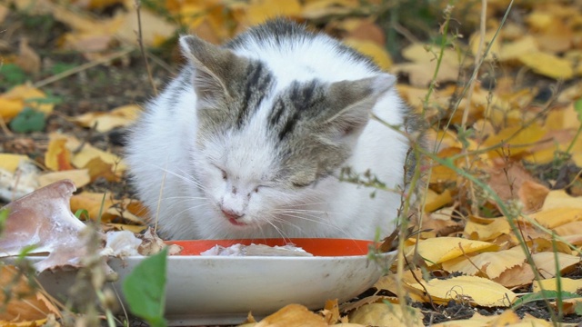 白灰猫在吃它的食物视频素材