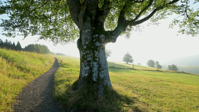 阳光明媚的清晨徒步旅行，Schauinsland山，Freiburg im Breisgau，黑森林，Baden-Württemberg，德国视频素材