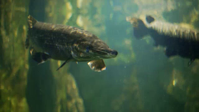 在一个巨大的水族缸里游泳时用鳄雀鳝。视频素材