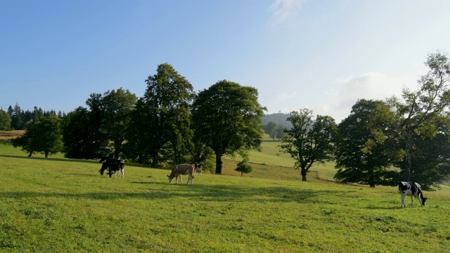 早晨的太阳在风景，Schauinsland山，弗莱堡im Breisgau，黑森林，Baden-Württemberg，德国视频素材