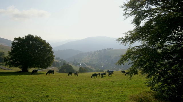 早晨的太阳在风景，Schauinsland山，弗莱堡im Breisgau，黑森林，Baden-Württemberg，德国视频素材