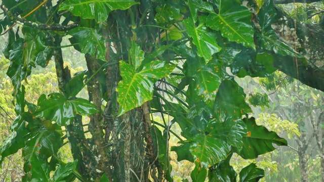 热带暴雨落在茂密的森林里视频素材