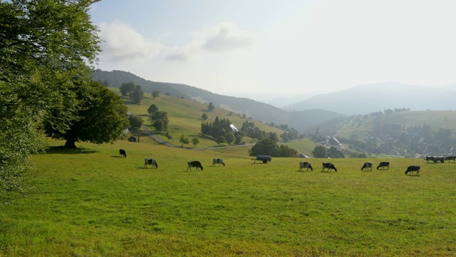 风景与牛群，Schauinsland山，弗莱堡im Breisgau，黑森林，Baden-Württemberg，德国视频素材