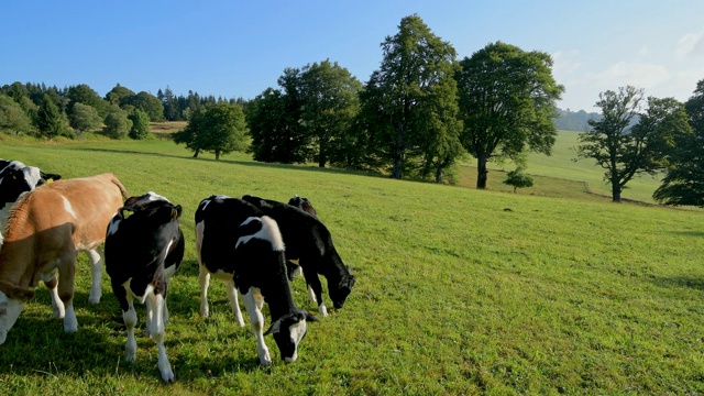 风景与牛群，Schauinsland山，弗莱堡im Breisgau，黑森林，Baden-Württemberg，德国视频素材