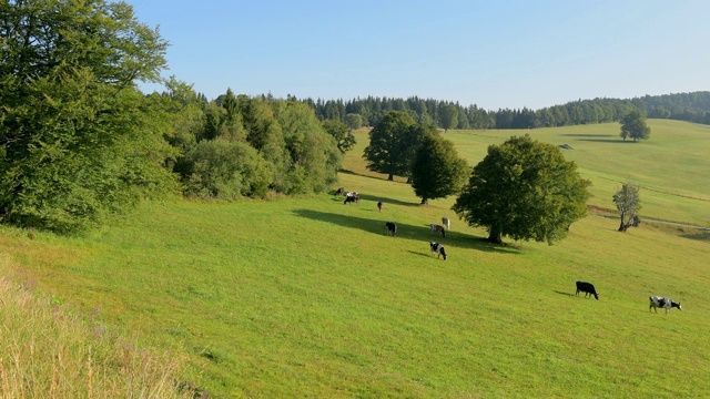 风景与牛群，Schauinsland山，弗莱堡im Breisgau，黑森林，Baden-Württemberg，德国视频素材