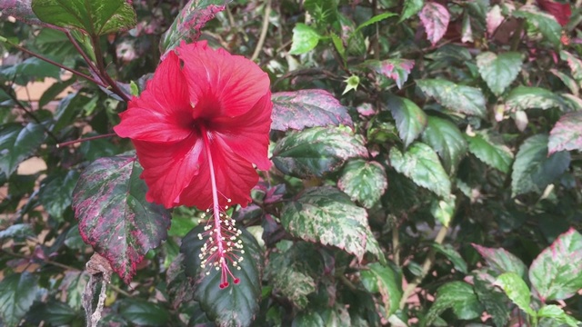 红色的木槿或月季花视频素材