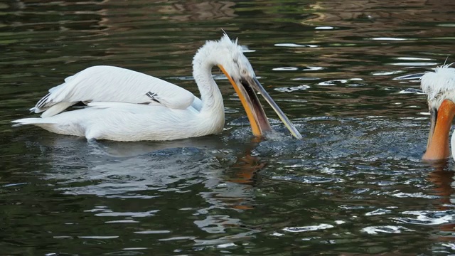 达尔马提亚鹈鹕漂浮在水上(pelelecanus crispus)视频素材