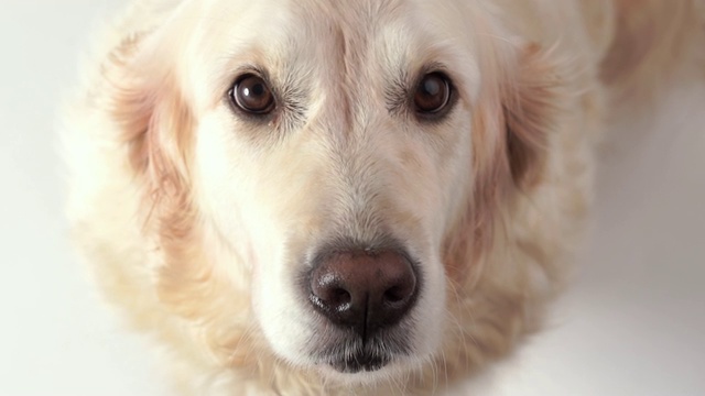 可爱的狗-一个美丽的金毛猎犬的肖像在白色的背景视频素材