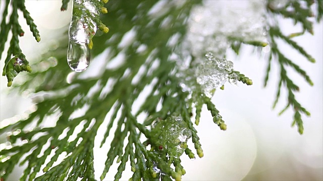 雪在冬日树木的嫩芽上融化。在模糊的树木背景上融化的雪水滴的特写。大自然冬或春的背景。实时4k视频片段。视频下载