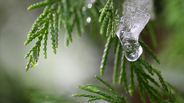 雪在冬日树木的嫩芽上融化。在模糊的树木背景上融化的雪水滴的特写。大自然冬或春的背景。实时4k视频片段。视频下载