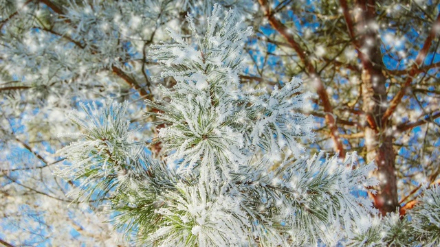 圣诞树的树枝与雪和霜近距离在一个阳光明媚的寒冷的冬天视频素材