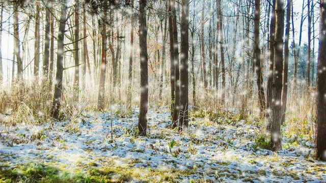 圣诞树的树枝与雪和霜近距离在一个阳光明媚的寒冷的冬天视频素材