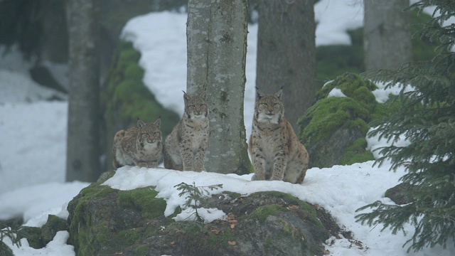 欧洲山猫;山猫，在冬天视频素材