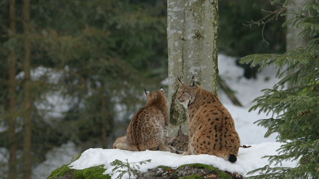 欧洲山猫;山猫，在冬天视频素材