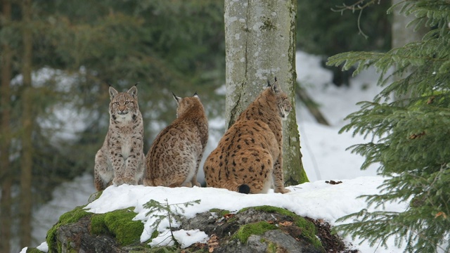 欧洲山猫;山猫，在冬天视频素材