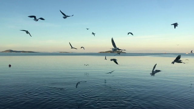 许多海鸥在蓝天上飞翔视频素材