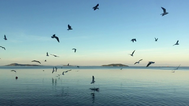 许多海鸥在蓝天上飞翔视频素材