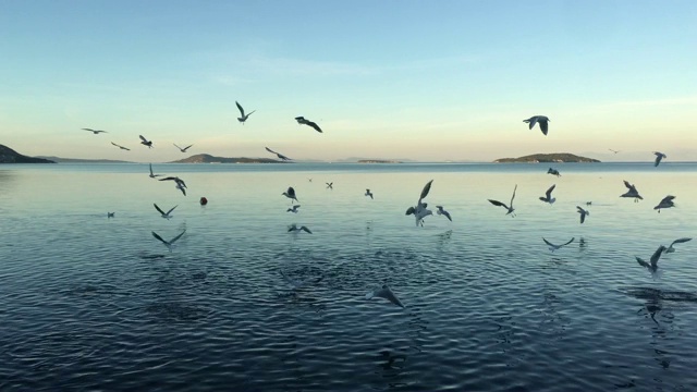 许多海鸥在蓝天上飞翔视频素材