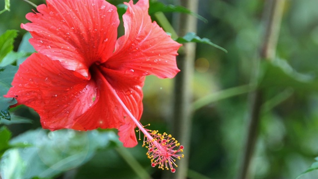 红色的芙蓉花视频素材