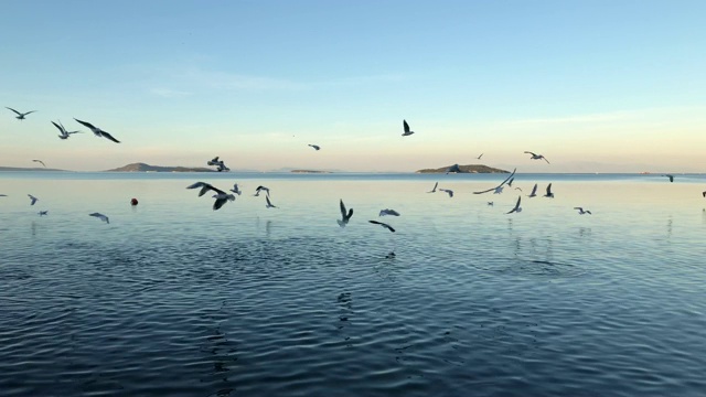 许多海鸥在蓝天上飞翔视频素材